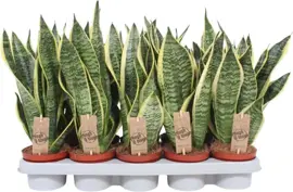 Sansevieria trifasciata 'Futura Superba' (Vrouwentong) 40cm - afbeelding 1