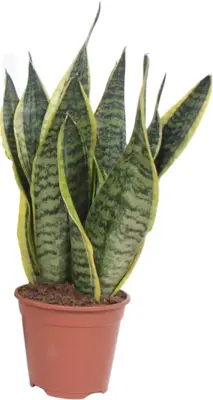 Sansevieria trifasciata 'Futura Superba' (Vrouwentong) 45cm - afbeelding 1