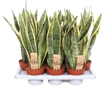 Sansevieria trifasciata 'Laurentii' (Vrouwentong) 50cm - afbeelding 1