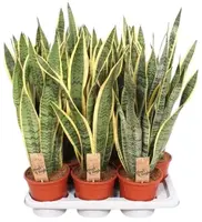 Sansevieria trifasciata 'Laurentii' (Vrouwentong) 70cm - afbeelding 1
