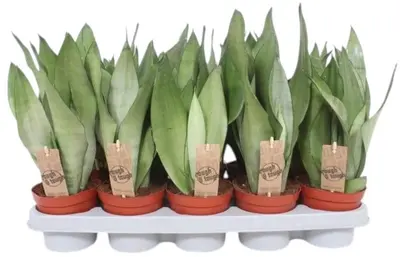 Sansevieria trifasciata 'Moonshine' (Vrouwentong) 40cm - afbeelding 1