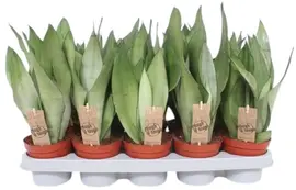 Sansevieria trifasciata 'Moonshine' (Vrouwentong) 40cm - afbeelding 1