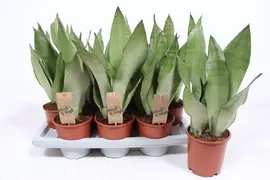 Sansevieria trifasciata 'Moonshine' (Vrouwentong) 50cm - afbeelding 2