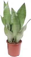 Sansevieria trifasciata 'Moonshine' (Vrouwentong) 50cm - afbeelding 1