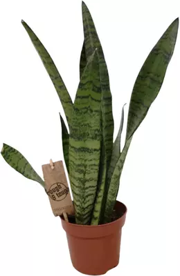 Sansevieria zeylanica (Vrouwentong) 30 cm