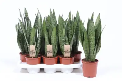 Sansevieria zeylanica (Vrouwentong) 45cm - afbeelding 2