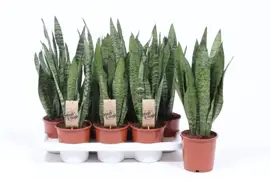 Sansevieria zeylanica (Vrouwentong) 45cm - afbeelding 2