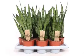 Sansevieria zeylanica (Vrouwentong) 45cm - afbeelding 3