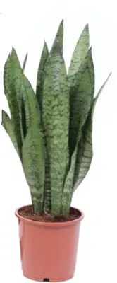 Sansevieria zeylanica (Vrouwentong) 45cm - afbeelding 1