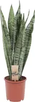 Sansevieria zeylanica (Vrouwentong) 60cm kopen?