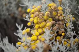 Santolina chamaecyparissus (Heiligenbloem) - afbeelding 3