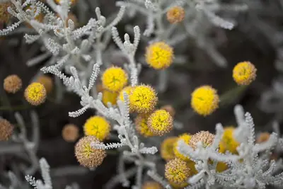 Santolina chamaecyparissus (Heiligenbloem) - afbeelding 4