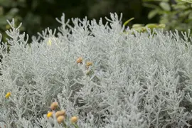 Santolina chamaecyparissus (Heiligenbloem) - afbeelding 5