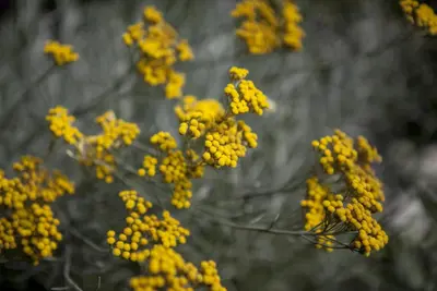 Santolina chamaecyparissus (Heiligenbloem) - afbeelding 6