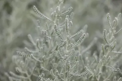Santolina chamaecyparissus (Heiligenbloem) - afbeelding 7