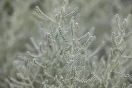 Santolina chamaecyparissus (Heiligenbloem) - afbeelding 7