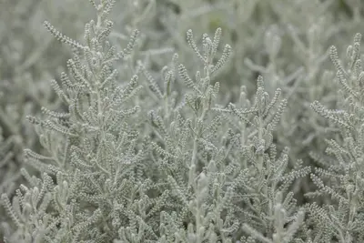 Santolina chamaecyparissus (Heiligenbloem) - afbeelding 8