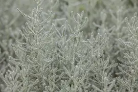 Santolina chamaecyparissus (Heiligenbloem) - afbeelding 8