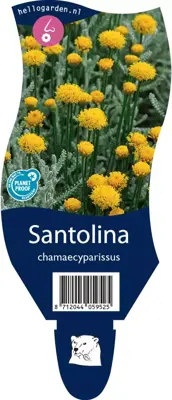 Santolina chamaecyparissus (Heiligenbloem) - afbeelding 1