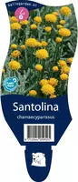 Santolina chamaecyparissus (Heiligenbloem) kopen?