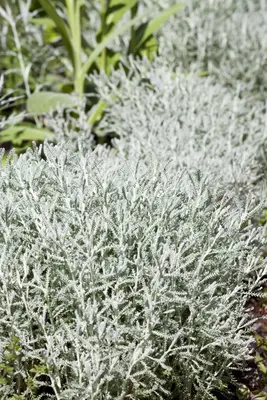 Santolina chamaecyparissus (Heiligenbloem) - afbeelding 2
