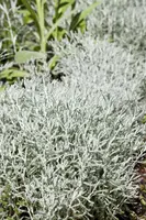 Santolina chamaecyparissus (Heiligenbloem) - afbeelding 2
