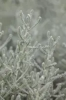 Santolina chamaecyparissus (Heiligenbloem) - afbeelding 9