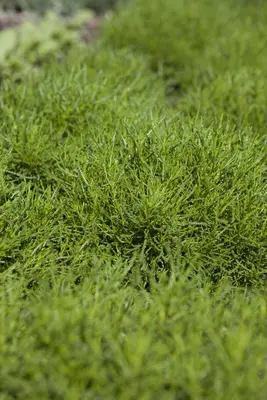 Santolina viridis 'Olivia' (Heiligenbloem 'Olivia') - afbeelding 1
