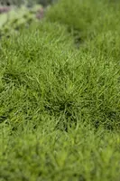 Santolina viridis 'Olivia' (Heiligenbloem 'Olivia') - afbeelding 1