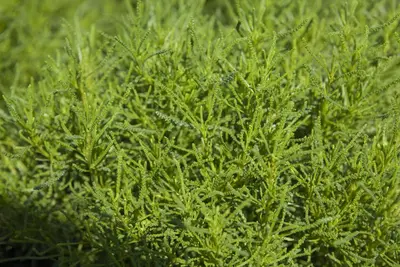 Santolina viridis 'Olivia' (Heiligenbloem 'Olivia') - afbeelding 2
