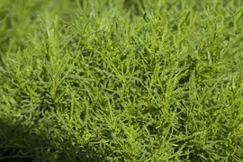 Santolina viridis 'Olivia' (Heiligenbloem 'Olivia') - afbeelding 2