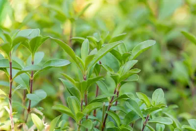 Saponaria Ocymoides (Zeepkruid) - afbeelding 4