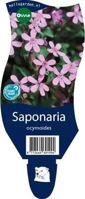 Saponaria ocymoides (Zeepkruid) - afbeelding 1