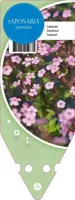 Saponaria Ocymoides (Zeepkruid) - afbeelding 1