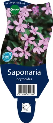 Saponaria ocymoides (Zeepkruid) - afbeelding 1