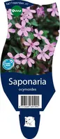 Saponaria ocymoides (Zeepkruid) - afbeelding 1