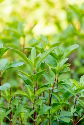 Saponaria ocymoides (Zeepkruid) - afbeelding 4