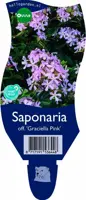 Saponaria officinalis 'Graciella Pink' (Zeepkruid) - afbeelding 1
