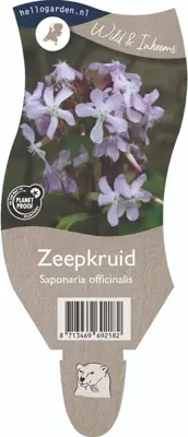 Saponaria officinalis (Zeepkruid) - afbeelding 1