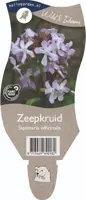 Saponaria officinalis (Zeepkruid) - afbeelding 1