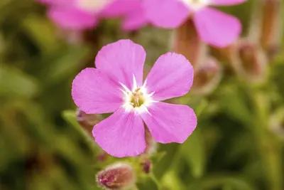 Saponaria x olivana 'Bressingham' (Zeepkruid 'Bressingham') - afbeelding 1