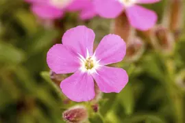 Saponaria x olivana 'Bressingham' (Zeepkruid 'Bressingham') - afbeelding 1