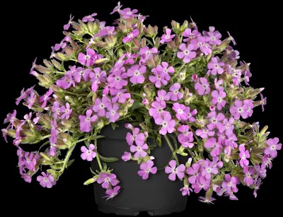 Saponaria x olivana 'Bressingham' (Zeepkruid 'Bressingham') - afbeelding 2