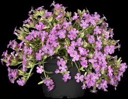 Saponaria x olivana 'Bressingham' (Zeepkruid 'Bressingham') - afbeelding 2