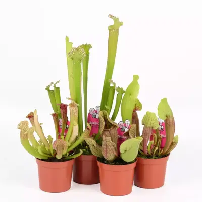 Sarracenia mix potmaat 8,5 cm - afbeelding 1