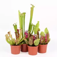 Sarracenia mix potmaat 8,5 cm - afbeelding 1