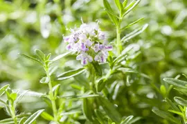 Satureja (Bonenkruid) - afbeelding 11