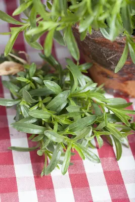 Satureja hortensis (Bonenkruid) - afbeelding 2