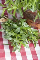 Satureja hortensis (Bonenkruid) - afbeelding 2