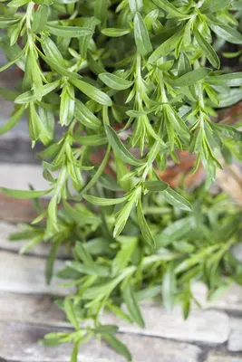 Satureja hortensis (Bonenkruid) - afbeelding 3